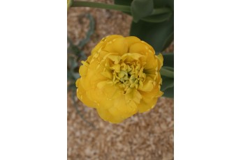 YELLOW POMPENETTE